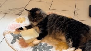 Illustration : La technique surprenante qu'utilise un chat pour boire amuse les internautes qui avancent toutes sortes d'explications (vidéo)