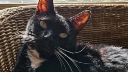 Illustration : Un chat atteint d'une tumeur cérébrale retrouve son âme de chaton après la pose d'une plaque de titane sur son crâne