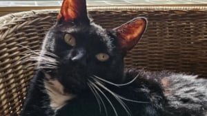 Illustration : Un chat atteint d'une tumeur cérébrale retrouve son âme de chaton après la pose d'une plaque de titane sur son crâne