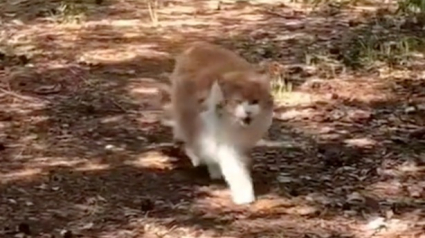 Illustration : Après être sorti accidentellement, ce chat d’intérieur a beaucoup de choses à dire sur son escapade (vidéo)