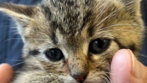 Illustration : "Un chaton devient la coqueluche de la mairie après avoir été extrait des canalisations d'eau fluviale grâce aux importants moyens déployés"