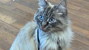 Illustration : La maîtresse de ce chat roi de l’évasion le récupère toujours dans les endroits les plus insolites (vidéo)