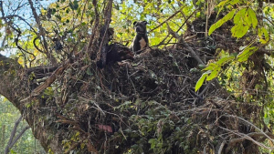 Illustration : Une chienne découverte coincée dans un arbre 5 jours après le passage d'un ouragan retrouve avec bonheur sa famille