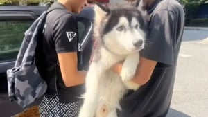 Illustration : Sauvé d'une vie de violences, ce Husky cherche une famille prête à lui offrir l’amour qu’il mérite