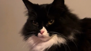 Illustration : Après 2 ans de patience, cette chatte craintive décide d’accorder sa confiance à sa sauveteuse (vidéo) 