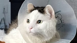 Illustration : "Un chat « miraculé » survit à une chute du 11eme étage malgré un pronostic vital engagé"