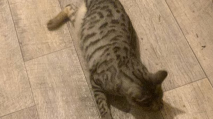 Illustration : Sauvé d’un piège illégal, ce chat Bengal retrouve une nouvelle vie malgré l’amputation
