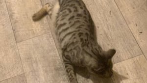 Illustration : "Sauvé d’un piège illégal, ce chat Bengal retrouve une nouvelle vie malgré l’amputation"