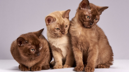 Illustration : 12 informations que vous ne connaissiez peut-être pas à propos des chats