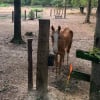 Illustration : Laiss&eacute; &agrave; l'abandon, ce cheval d'une maigreur extr&ecirc;me trouve un second souffle de vie gr&acirc;ce &agrave; ses sauveurs
