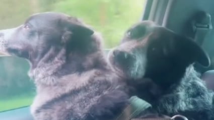 Illustration : Un couple tombe sous le charme d'une chienne au refuge et prend une merveilleuse décision en apprenant qu'elle a un frère (vidéo)