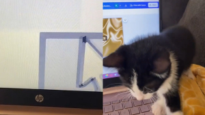 Illustration : "En 3 minutes chrono, un chat laissé sans surveillance dérègle complètement l’ordinateur de son maître (vidéo) "