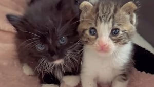 Illustration : 2 chatons sauvés après le passage d'un ouragan peuvent compter sur le soutien et l'amour des chiens de leur famille d'accueil