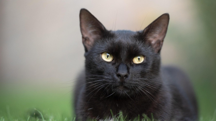 Illustration : Un chat disparu lors d'un accident refait surface 3 jours plus tard en entendant la clochette agitée par sa maîtresse