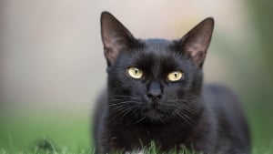 Illustration : Un chat disparu lors d'un accident refait surface 3 jours plus tard en entendant la clochette agitée par sa maîtresse