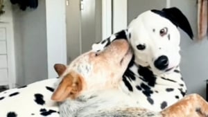 Illustration : "Après des mois de séparation, un Dalmatien retrouve son meilleur ami lors de la plus joyeuse des réunions à la plage (vidéo)"
