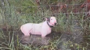 Illustration : Un chien attaché à une clôture sous la menace d'un ouragan et avec de l'eau jusqu'à la poitrine est repéré à temps par des policiers (vidéo)  