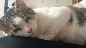 Illustration : Un chat errant qui aspirait au confort de la vie en intérieur voit son plus grand rêve se réaliser