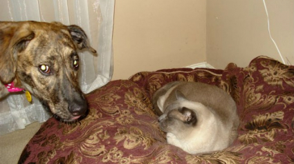 Illustration : 17 photos de chats sans-gênes envers leurs compagnons canins