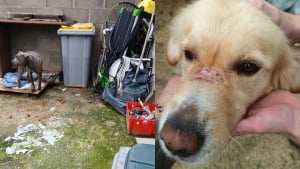 Illustration : La fin du cauchemar pour 2 chiens négligés et avec des colliers de serrage en plastique en guise de muselières