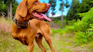 Illustration : "Dudley, un chien amputé, remporte un concours et devient symbole de courage"