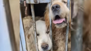 Illustration : Action Protection Animale et des associations partenaires volent au secours de 72 chiens squelettiques dans un élevage clandestin insalubre