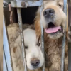 Illustration : Action Protection Animale et des associations partenaires volent au secours de 72 chiens squelettiques dans un &eacute;levage clandestin insalubre