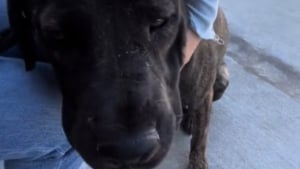 Illustration : "Heureux d’être adopté, un ex-chien errant est ramené au refuge au bout de 3 jours en raison de « son comportement de chiot »"