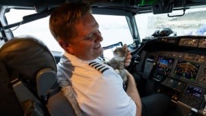 Illustration : "Un pilote rapatrie les animaux victimes des récents ouragans et adopte l’un des chatons sauvés"