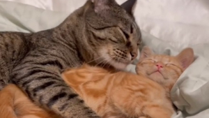 Illustration : Elle filme le moment où son chat décide d'adopter le chaton orphelin qu'elle n'était censée recueillir que provisoirement (vidéo)