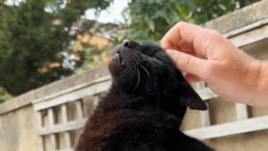 Illustration : "Une jeune femme qui n’a pas d’animaux profite des visites quotidiennes des 7 chats de sa voisine qui l’ont choisie comme coparent (vidéo)"