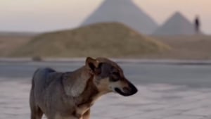 Illustration : "Témoin d’une scène surréaliste, un parapentiste filme un chien au sommet d'une des pyramides de Gizeh (vidéo)"