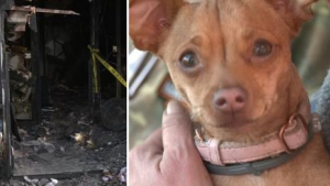 Illustration : Un homme réveillé par sa chienne qui lui lèche le visage ouvre les yeux et voit des flammes dans la maison
