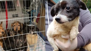Illustration : Une demande d'euthanasie débouche sur le sauvetage de 25 chiens détenus dans des conditions désastreuses et un appel à la solidarité