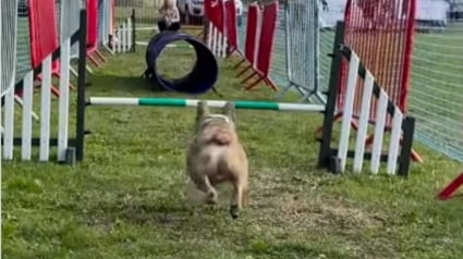 Illustration : Ce Bouledogue Français lancé sur un parcours d'obstacles décide de le franchir à sa façon et provoque des fous rires (vidéo)