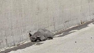 Illustration : "Elle apprend qu’un chat Sphynx a été jeté d’un véhicule et fait le rapprochement avec son félin disparu "
