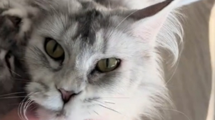 Illustration : Une femelle Maine Coon cherche du réconfort auprès de sa propriétaire lors de la naissance de ses chatons