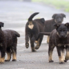 Illustration : Plus de 70 chiens saisis dans un &eacute;levage ill&eacute;gal apr&egrave;s les plaintes de voisins incommod&eacute;s par les nuisances sonores et olfactives
