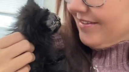 Illustration : Une jeune chatte aveugle apprend à surmonter son handicap et à être aimée auprès de son adoptante au grand coeur (vidéo)