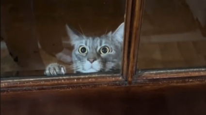 Illustration : La réaction comique d'une chatte d'intérieur ayant décidé de s'aventurer dehors avant de réaliser que c'était une mauvaise idée (vidéo)