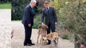 Illustration : "Emmanuel Macron présente officiellement ses chiens Jeanne et Jules, offerts par le président kazakh et qui formeraient 