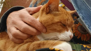 Illustration : "Une communauté se mobilise pour rendre hommage à ce chat roux qui aime tenir compagnie aux passagers qui attendent le bus"