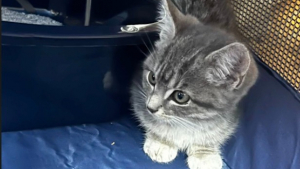Illustration : "Un chaton livré à lui-même dans la nature tente sa chance avec une randonneuse et obtient la plus douce des nouvelles vies (vidéo)"