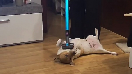 Illustration : Un chien qui aime un peu trop les aspirateurs complique sérieusement les tâches ménagères de ses maîtres (vidéo)