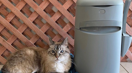 Illustration : Mettez fin aux mauvaises odeurs et gardez un air sain à l'intérieur de votre domicile grâce à la poubelle à litière Easy Roll de Litter Genie®