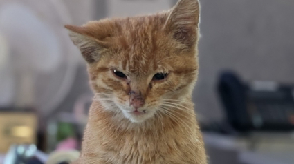 Illustration : Un chaton sauvé après avoir été trouvé sous le capot d'une voiture conquiert le coeur d'une policière qui l'adopte