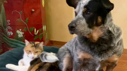 Illustration : Une femme réalise que ses inquiétudes pour la sécurité de sa chatte calico après avoir ramené un Bouvier Australien à la maison étaient injustifiées (vidéo)
