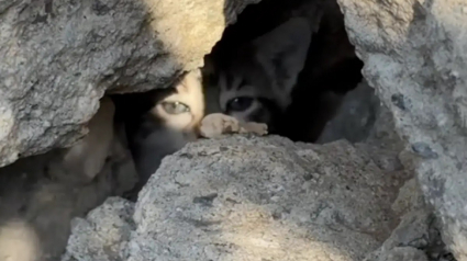 Illustration : Alertée par des miaulements, une bonne samaritaine porte secours à une portée de chatons errants dont un minuscule et à 3 pattes