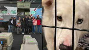 Illustration : "Une association et des pilotes bénévoles sauvent un nouveau groupe de 28 chiens par les airs pour leur dernière collaboration de l'année"