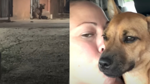 Illustration : "Un chiot attaché au mur par une courte chaîne voit sa vie changer pour le meilleur grâce à 2 bénévoles déterminées"
